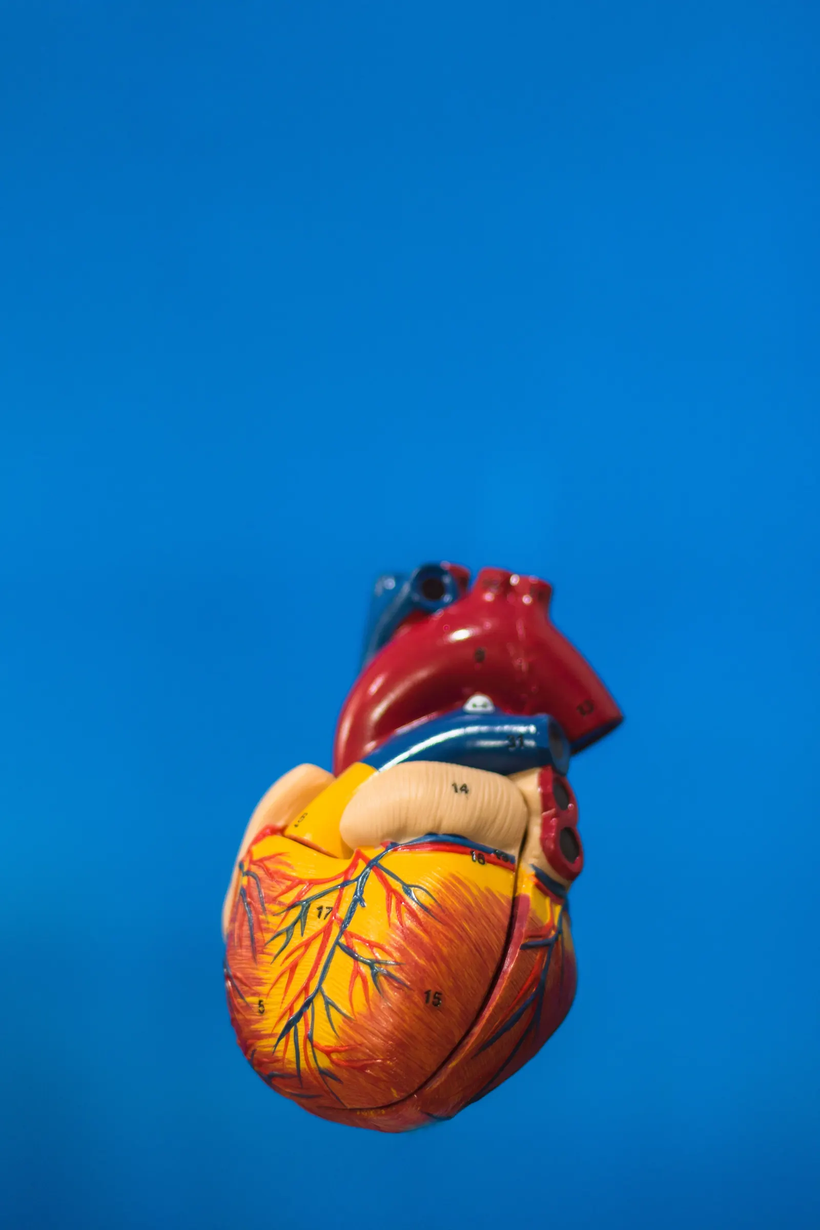 Anatomical model of a human heart against a plain blue background